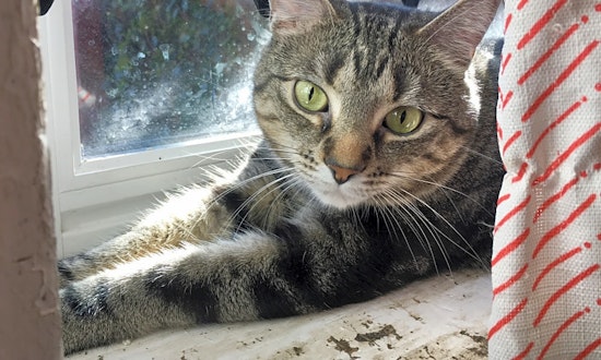 Looking to adopt a pet? Here are 5 lovable kitties to adopt now in St. Louis
