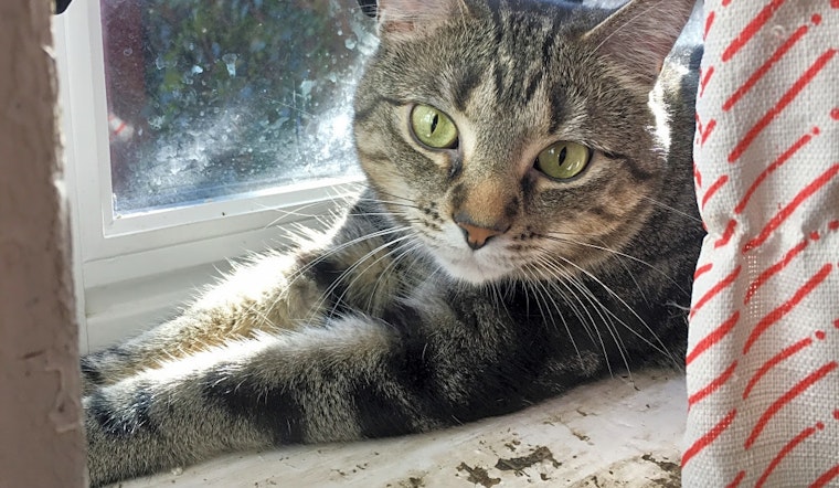 Looking to adopt a pet? Here are 5 lovable kitties to adopt now in St. Louis