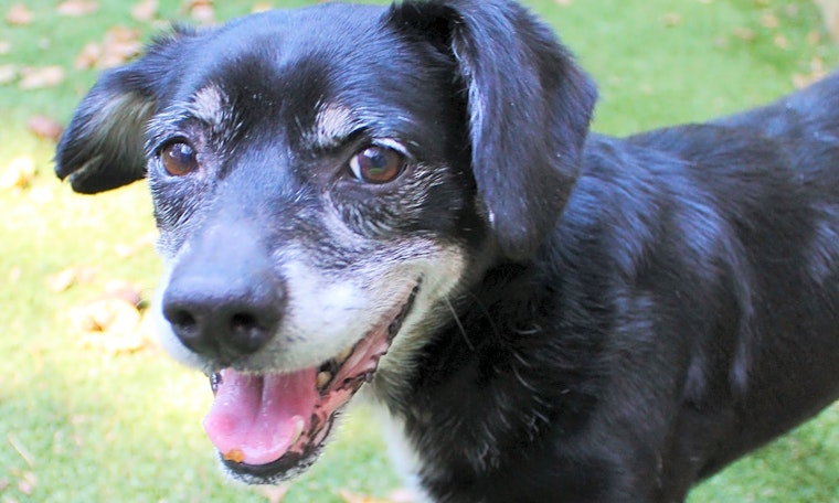 These Memphis-based dogs are up for adoption and in need of a good home