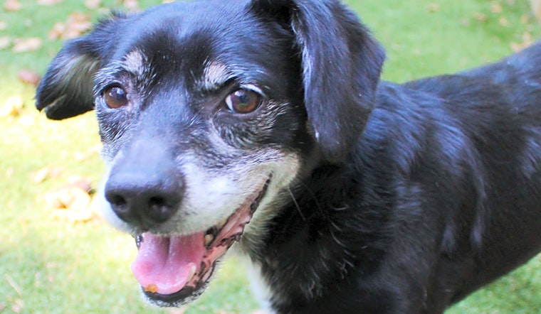 These Memphis-based dogs are up for adoption and in need of a good home