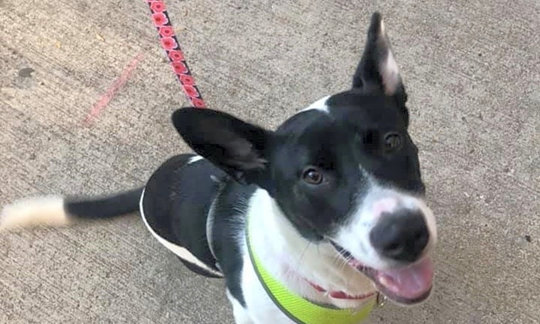 These Chicago-based canines are up for adoption and in need of a good home