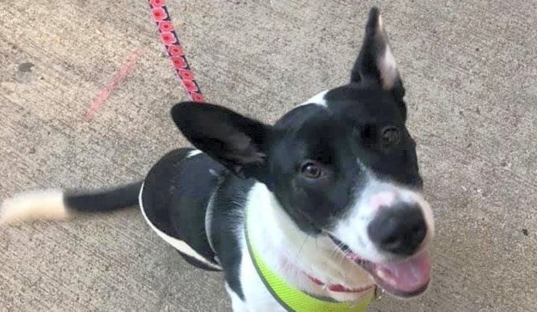 These Chicago-based canines are up for adoption and in need of a good home