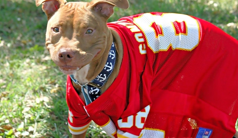7 lovable pups to adopt now in Kansas City