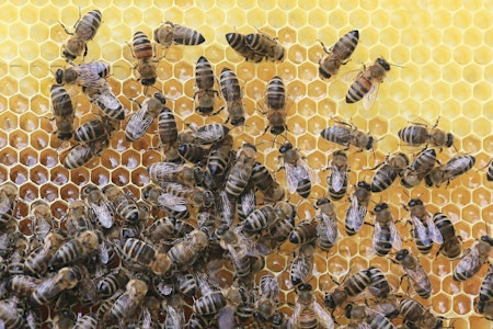 Top Tampa news: Toddler dies after being left in car; thousands of honey bees escape, sting; more