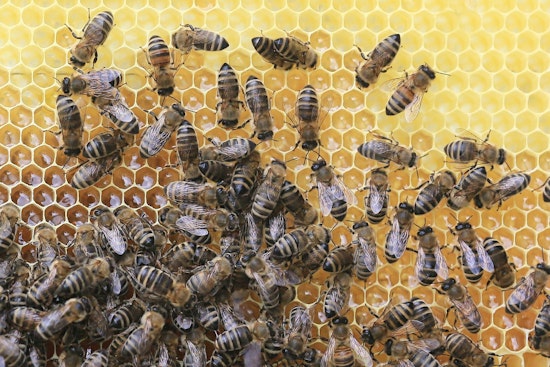 Top Tampa news: Toddler dies after being left in car; thousands of honey bees escape, sting; more