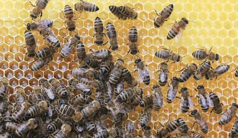 Top Tampa news: Toddler dies after being left in car; thousands of honey bees escape, sting; more