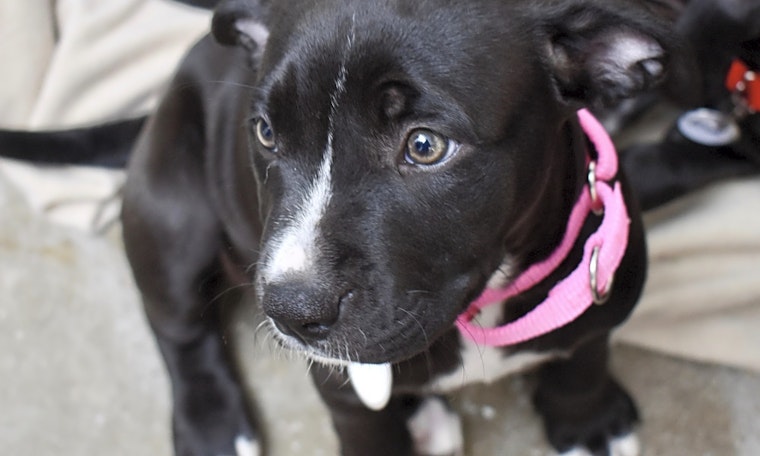 Want to adopt a pet? Here are 3 cuddly canines to adopt now in Saint Paul