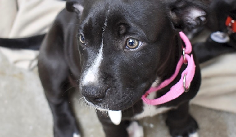 Want to adopt a pet? Here are 3 cuddly canines to adopt now in Saint Paul