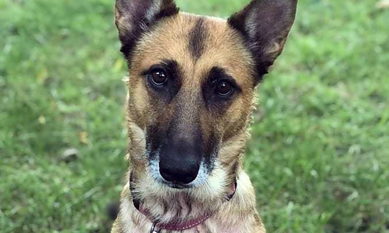 4 lovable pups to adopt now in Detroit
