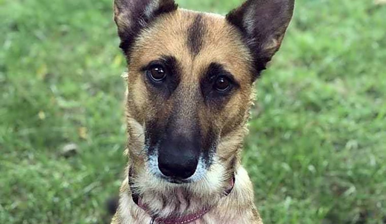 4 lovable pups to adopt now in Detroit