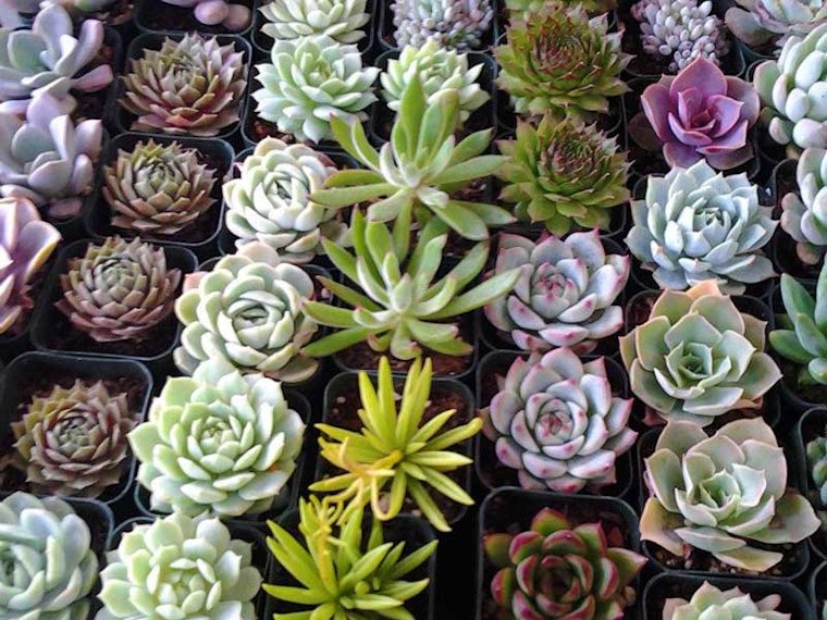 Saturdays Are About to Get Succulent