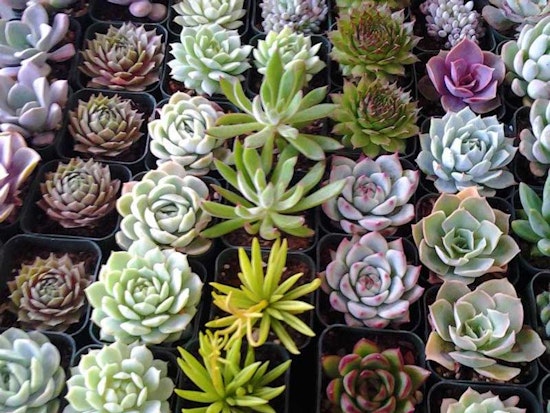 Saturdays Are About to Get Succulent