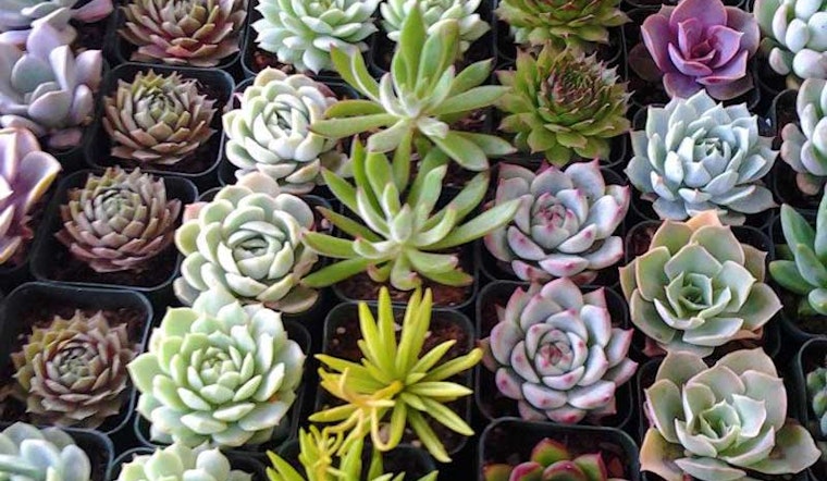 Saturdays Are About to Get Succulent