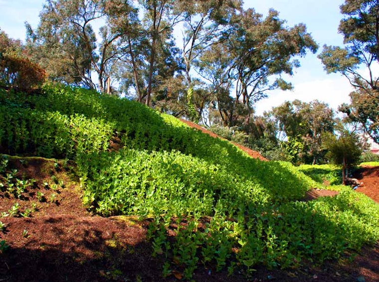Op-Ed: Phil Ting on Urban Farms