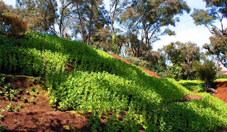 Op-Ed: Phil Ting on Urban Farms
