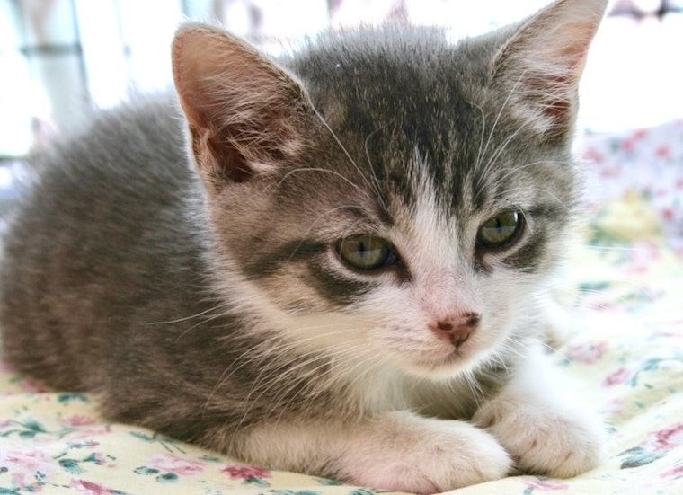 5 cute-as-can-be kittens to adopt now in Jersey City