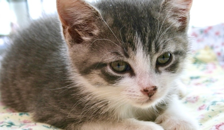 5 cute-as-can-be kittens to adopt now in Jersey City