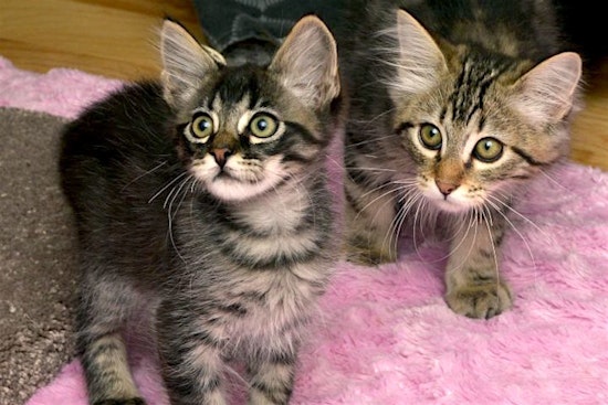 Anaheim-based kittens up for adoption