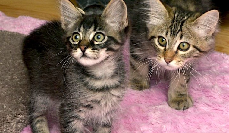 Anaheim-based kittens up for adoption