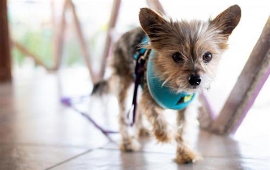 5 cuddly canines to adopt now in San Jose