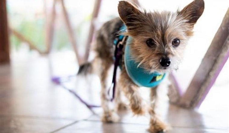 5 cuddly canines to adopt now in San Jose