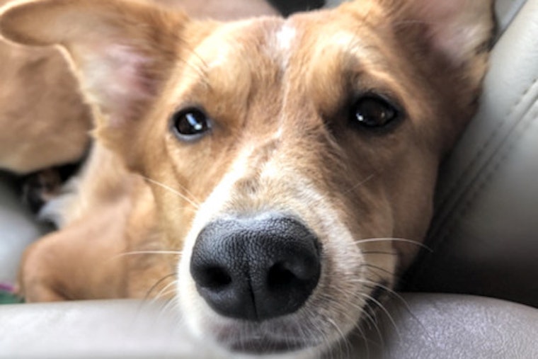 Looking to adopt a pet? Here are 7 lovable pups to adopt now in Portland