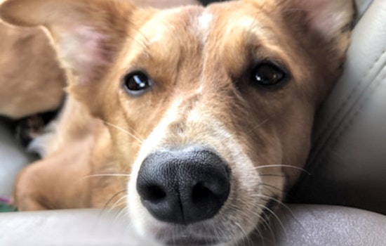 Looking to adopt a pet? Here are 7 lovable pups to adopt now in Portland