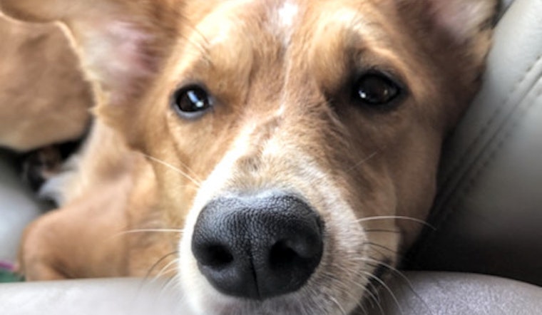 Looking to adopt a pet? Here are 7 lovable pups to adopt now in Portland