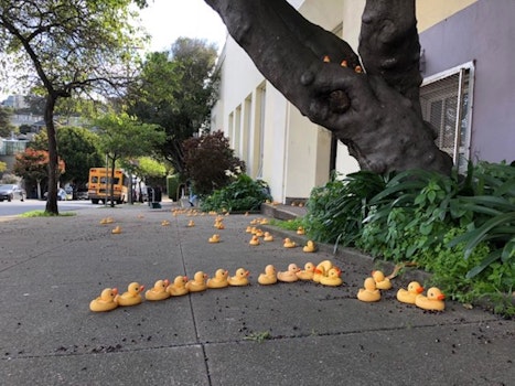 Rubber Ducks Appear Outside Noe Valley Elementary School