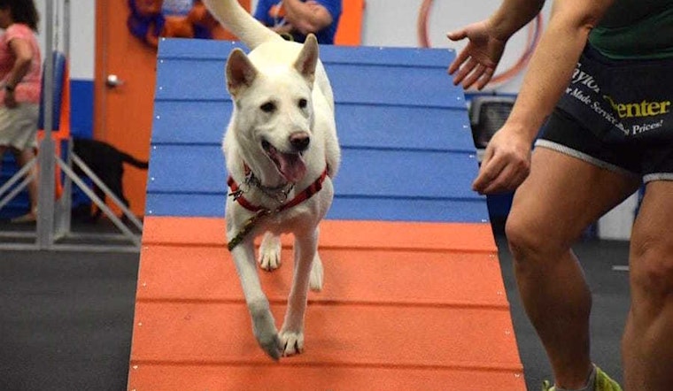 The 4 best pet stores in Virginia Beach