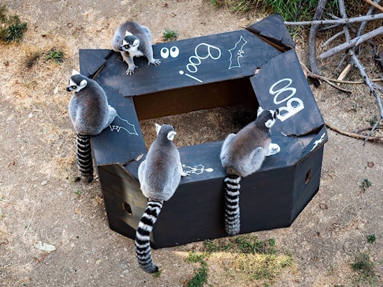 Oakland weekend: Boo at the Zoo, East Bay Mini Maker Faire, Un-Changing Nature at Flight Deck, more