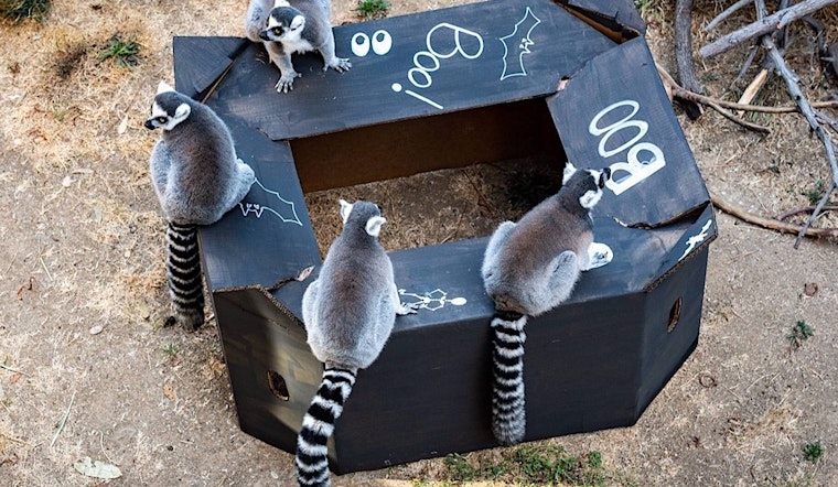 Oakland weekend: Boo at the Zoo, East Bay Mini Maker Faire, Un-Changing Nature at Flight Deck, more