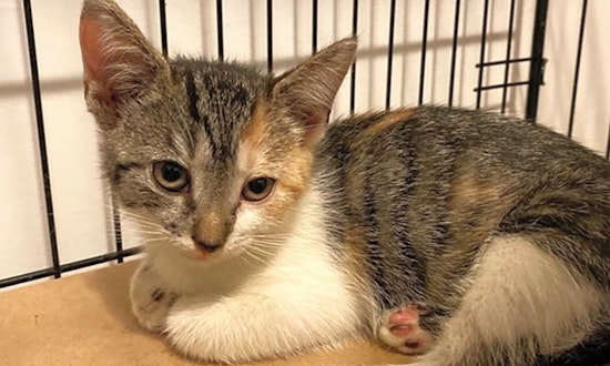7 charming cats to adopt now in New York City