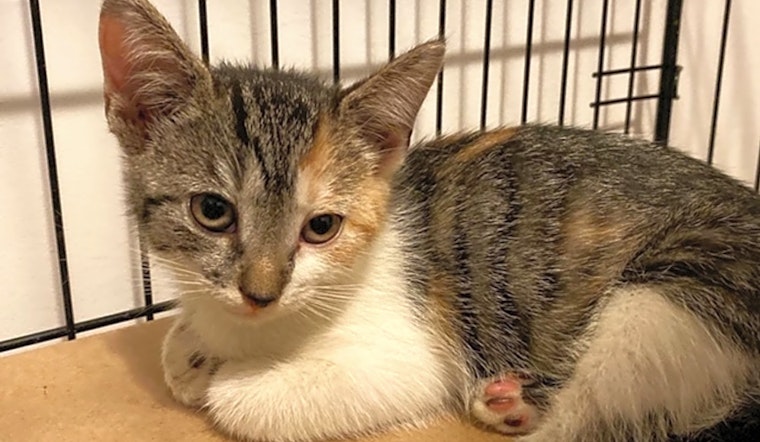 7 charming cats to adopt now in New York City