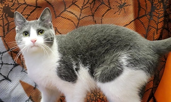 7 cool kitties to adopt now in Washington