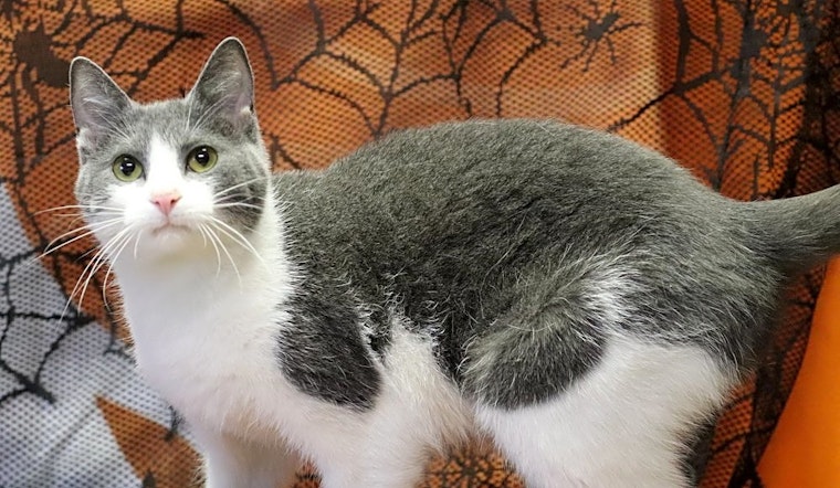 7 cool kitties to adopt now in Washington