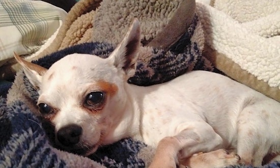 Looking to adopt a pet? Here are 3 cuddly canines to adopt now in Boston