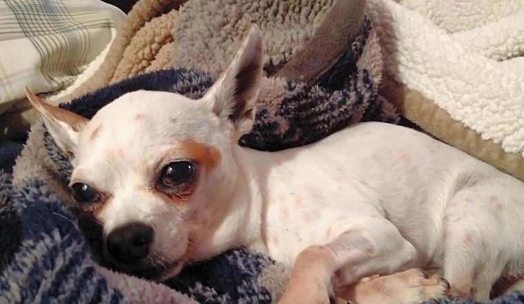 Looking to adopt a pet? Here are 3 cuddly canines to adopt now in Boston