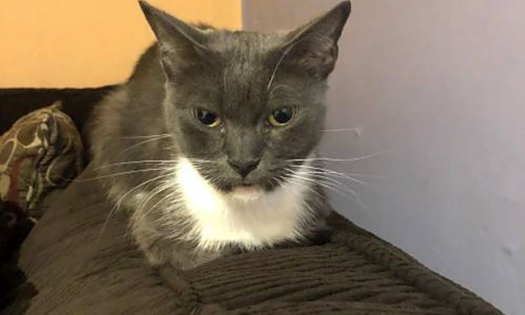 These Philadelphia-based felines are up for adoption and in need of a good home