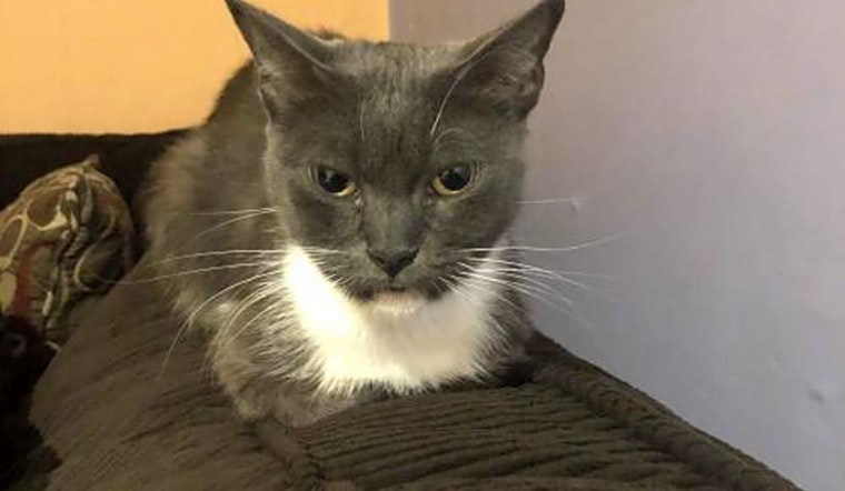 These Philadelphia-based felines are up for adoption and in need of a good home