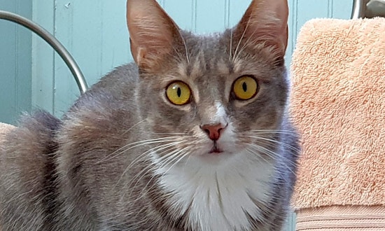 These Pittsburgh-based kitties are up for adoption and in need of a good home