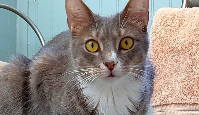 These Pittsburgh-based kitties are up for adoption and in need of a good home