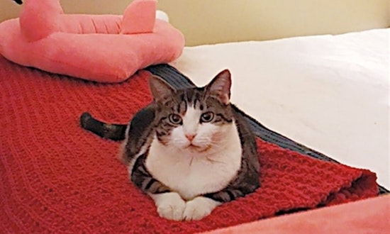 Want to adopt a pet? Here are 6 cute kitties to adopt now in Baltimore