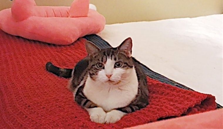 Want to adopt a pet? Here are 6 cute kitties to adopt now in Baltimore