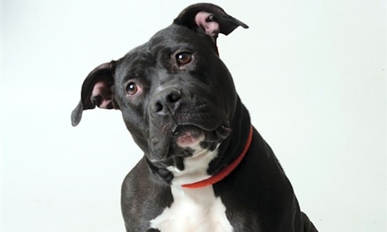 Looking to adopt a pet? Here are 7 lovable pups to adopt now in Columbus