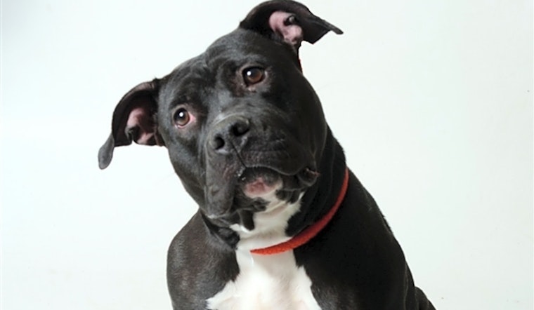 Looking to adopt a pet? Here are 7 lovable pups to adopt now in Columbus