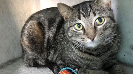 These Cleveland-based felines are up for adoption and in need of a good home