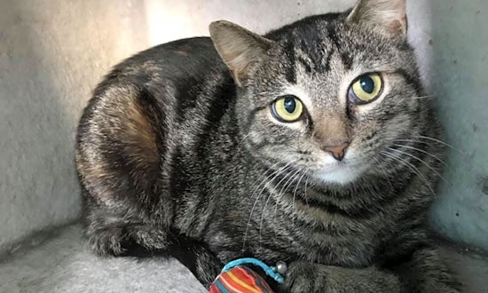 These Cleveland-based felines are up for adoption and in need of a good home