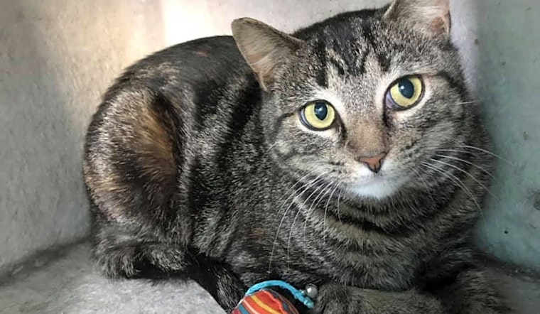 These Cleveland-based felines are up for adoption and in need of a good home