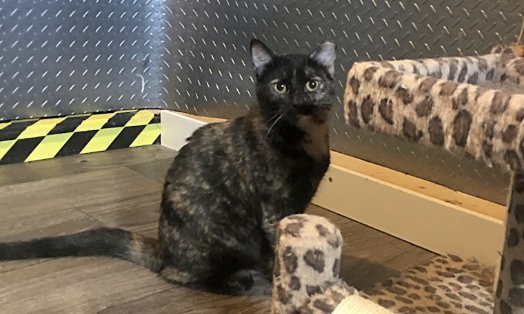 7 furry felines to adopt now in Cincinnati